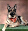 Gal_germdogs