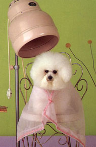 All Breed Pet Grooming