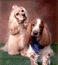 twodogs
